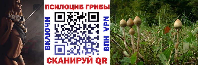 Купить  Вытегра  Галлюциногенные грибы GOLDEN TEACHER 